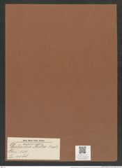 Dicladia mitra Bail. (de-Toni-Nr.: Genus 150, Species 4188) Zeichnungen Sammlung Grunow Mappe 04188 (Herbarium_W_Grunow_drawings_Folder_04188)